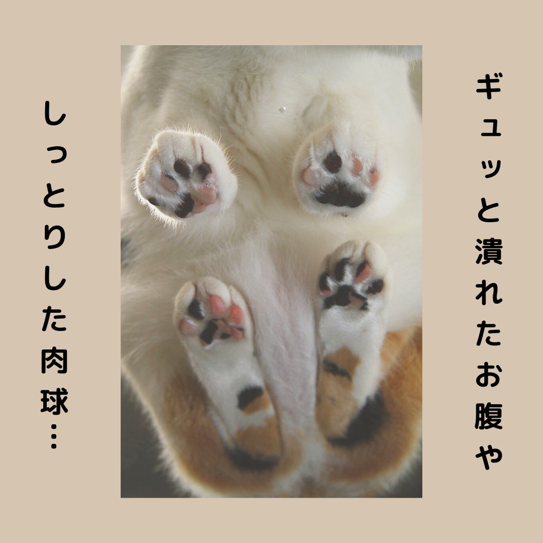 ネコの裏側