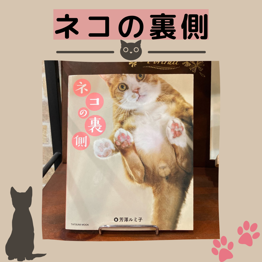 ネコの裏側